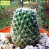 Mammillaria _varieaculeata_ 04